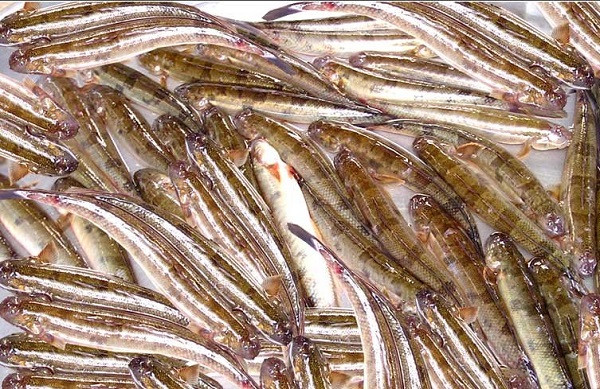 Giá cá kèo tăng mạnh Gia ca keo tang manh