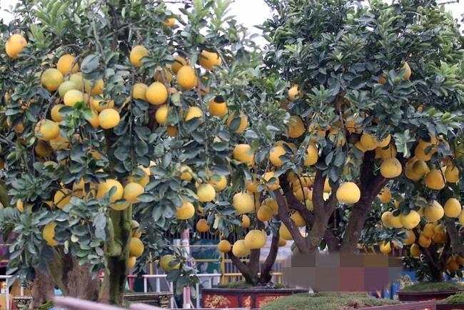 Gần Tết Nguyên đán Giáp Thìn 2024, các sản phẩm phục vụ Tết ngập tràn chợ và siêu thị. Ngoài mặt hàng nhu yếu phẩm thông thường, cây cảnh độc lạ cũng thu hút sự quan tâm của người tiêu dùng. Ảnh: Dân Việt