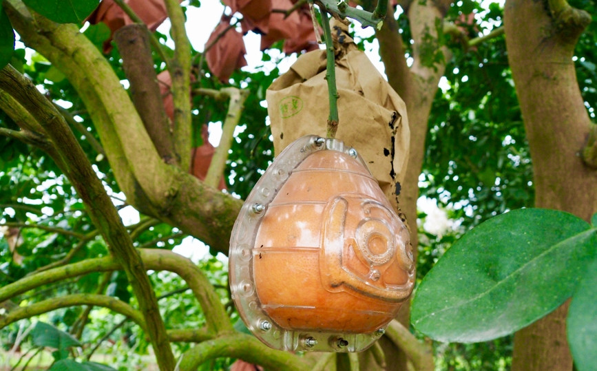 Gần Tết 2024, bưởi đỏ Đông Cao (hay bưởi tiến vua) với tạo hình độc đáo đúc chữ "Tài - Lộc" được săn đón đến "cháy hàng". Ảnh: Kinhtedothi