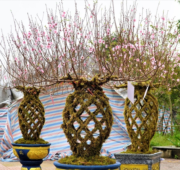 Đào lộc bình được ghép từ 12 cây đơn lẻ, giá bán khoảng 8 - 12 triệu đồng/cây nhưng vẫn "đắt như tôm tươi". Ảnh: Dân trí