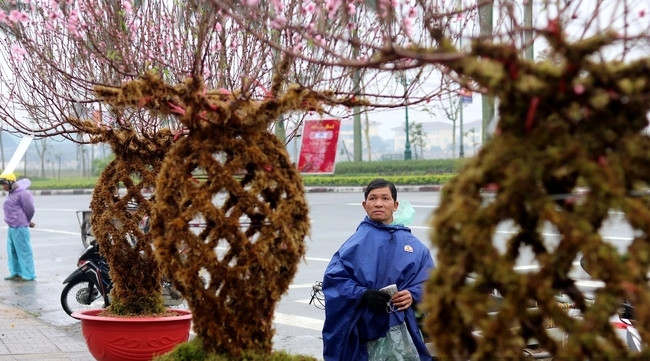 Lần đầu xuất hiện lại kiểu dáng độc lại, người bán sợ không đủ đào lộc bình bán cho khách. Ảnh: Dân Việt