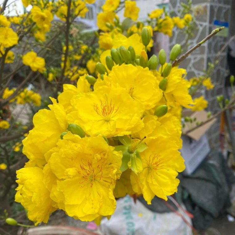 Đặc biệt, hoa mai siêu bông khi nở rất to. Mỗi bông hoa to khoảng 7 cm, số cánh hoa từ từ 15 - 27 cánh, trổ thành chùm, thành cụm, mùi thơm thoang thoảng đặc trưng. Ảnh: Vuonmaihoanglong