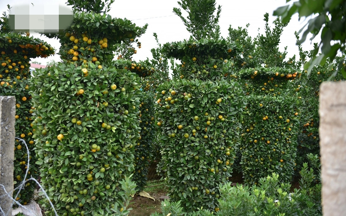 Quýt lục bình khổng lồ ở Hưng Yên giá hàng chục triệu cũng được khách hàng quan tâm. Ảnh: VOV