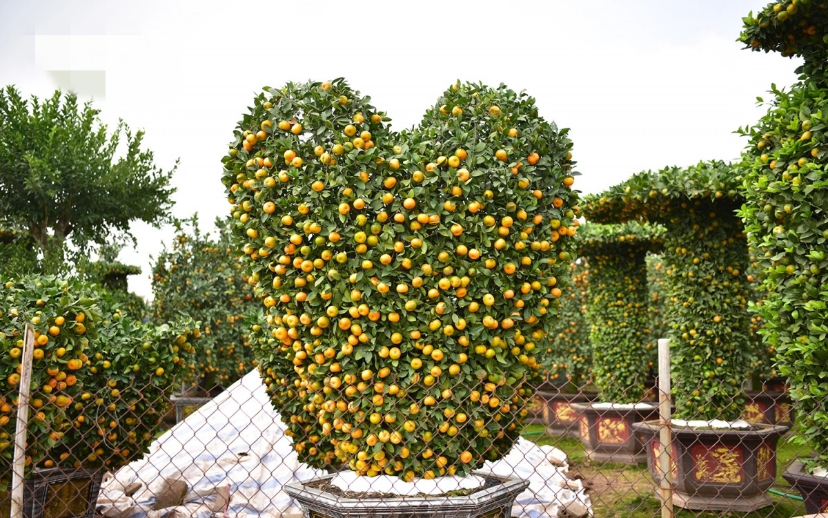 Quýt uốn thành hình trái tim độc lạ. Ảnh: VOV