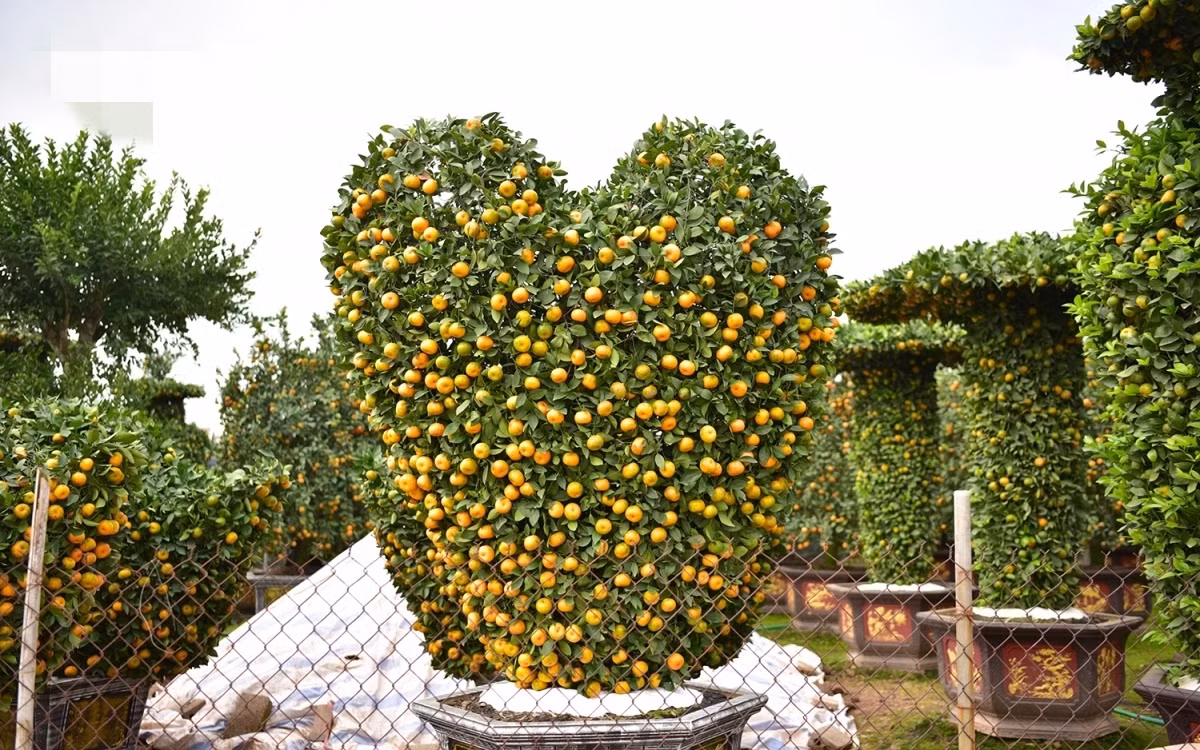 Quýt uốn thành hình trái tim độc lạ. Ảnh: VOV