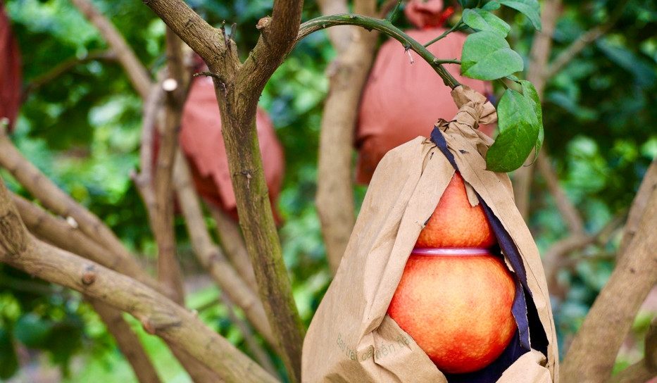 Ngoài ra, bưởi tạo hình hồ lô cũng khá hút khách. Ảnh: Kinhtedothi