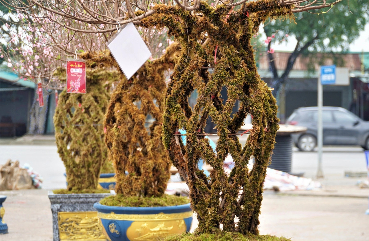 Mỗi chậu cây được phủ rêu phong, lộc bình cao 1,5-2m. Ảnh: Dân trí
