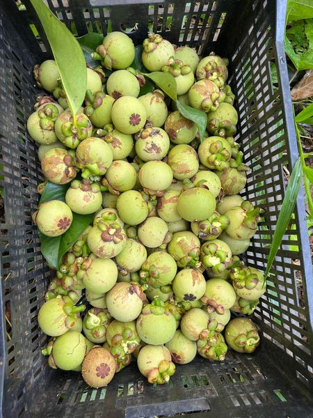 Ngoài ra, chỉ những quả có kích thước lớn, đạt 8-11 quả/kg mới được thu hái. Do đó, số lượng măng cụt xanh không có nhiều để bán cho các đầu mối.