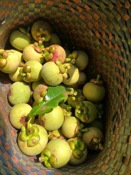 Năm nay, cơn sốt măng cụt xanh vẫn chưa có dấu hiệu hạ nhiệt. Mới đầu mùa, giá măng cụt xanh nguyên quả từ 110.000 – 130.000 đồng/kg. Trong khi đó, măng cụt xanh gọt vỏ giá bán dao động từ 650.000 – 900.000 đồng/kg vẫn “cháy” hàng.