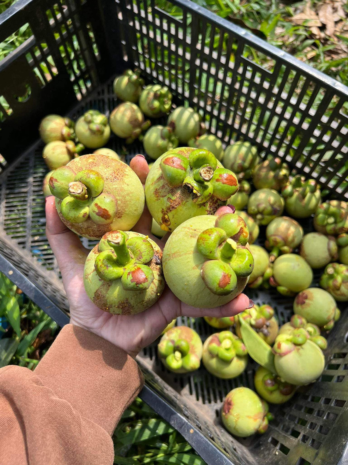 Chính vì vậy, măng cụt xanh thường xuyên ở trong tình trạng "cháy hàng".