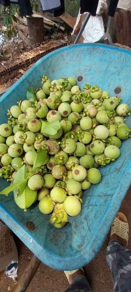 Theo người bán, hiện mới vào đầu vụ nên số lượng măng cụt còn hạn chế, ngày nhiều nhất cũng chỉ hái được khoảng 30-40 cân quả, còn thường chỉ hái được vài cân đến hơn chục kg măng cụt xanh.