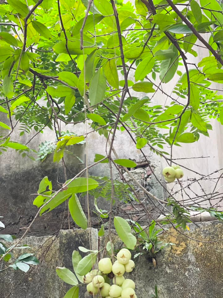 Thời gian rảnh rỗi, NSƯT Hương Tươi thường xuyên chăm sóc khu vườn.