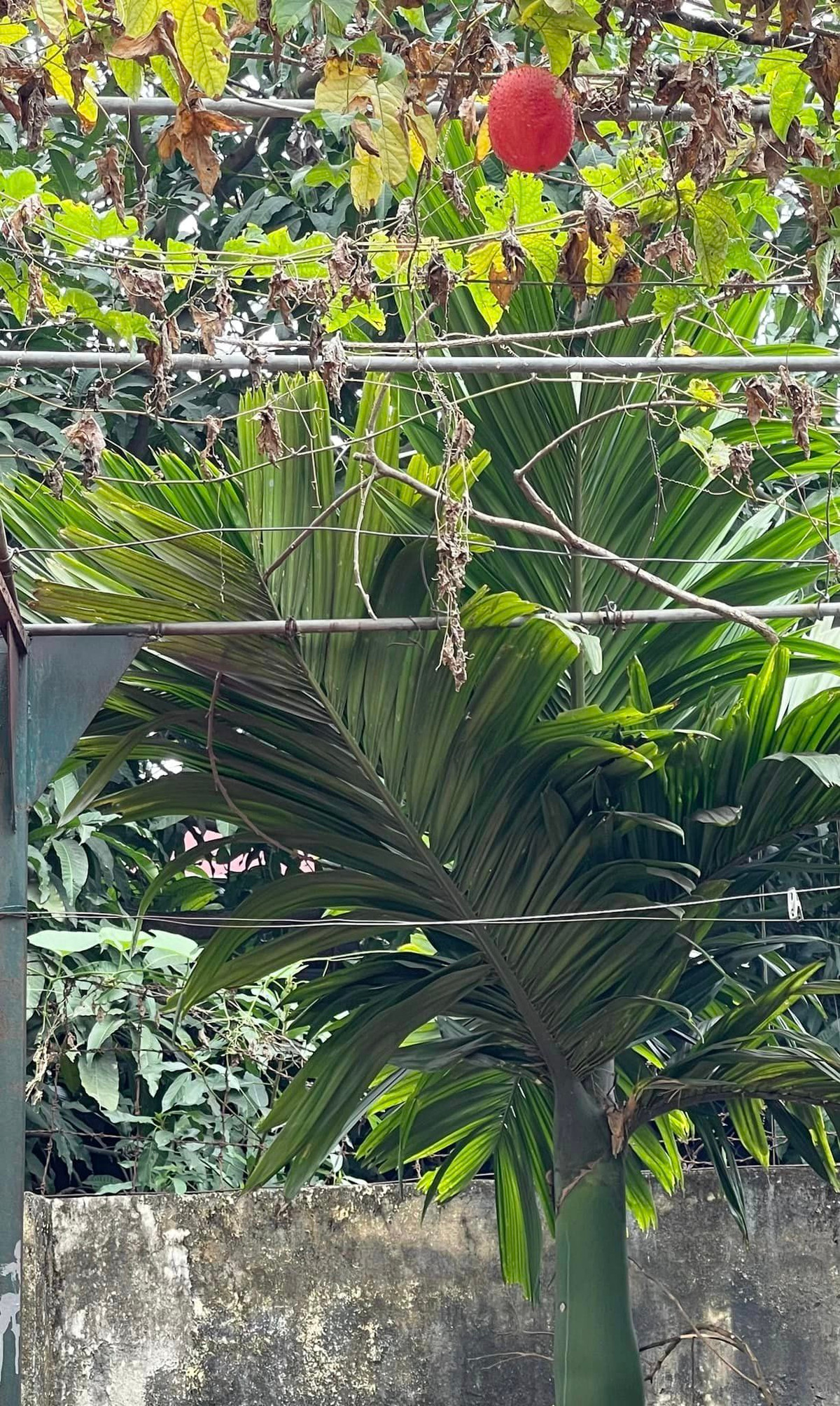 Sau những giờ làm việc căng thẳng, nghệ sĩ Hương Tươi trở về căn nhà nhỏ và hòa mình vào thiên nhiên. Nguồn ảnh: FBNV