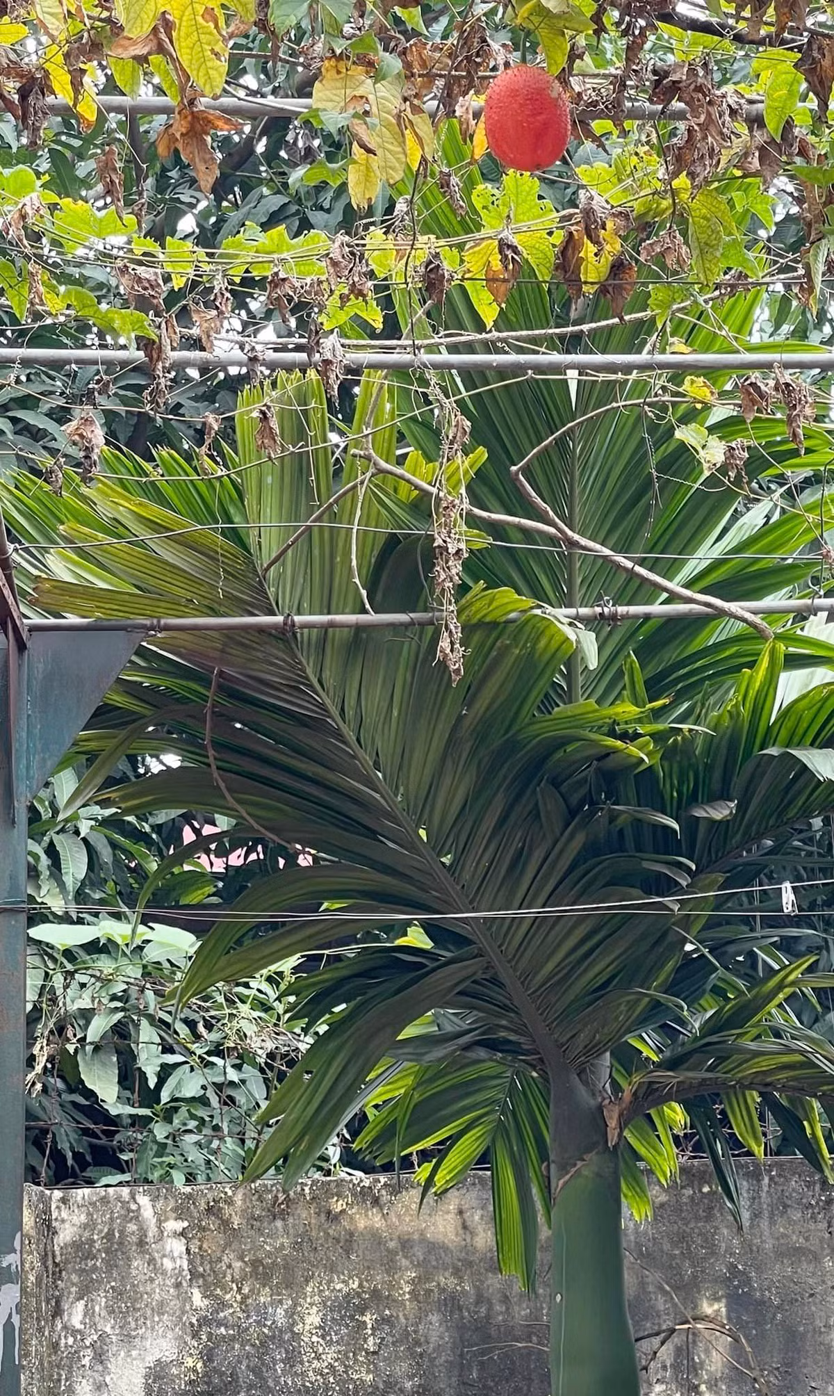 Sau những giờ làm việc căng thẳng, nghệ sĩ Hương Tươi trở về căn nhà nhỏ và hòa mình vào thiên nhiên. Nguồn ảnh: FBNV