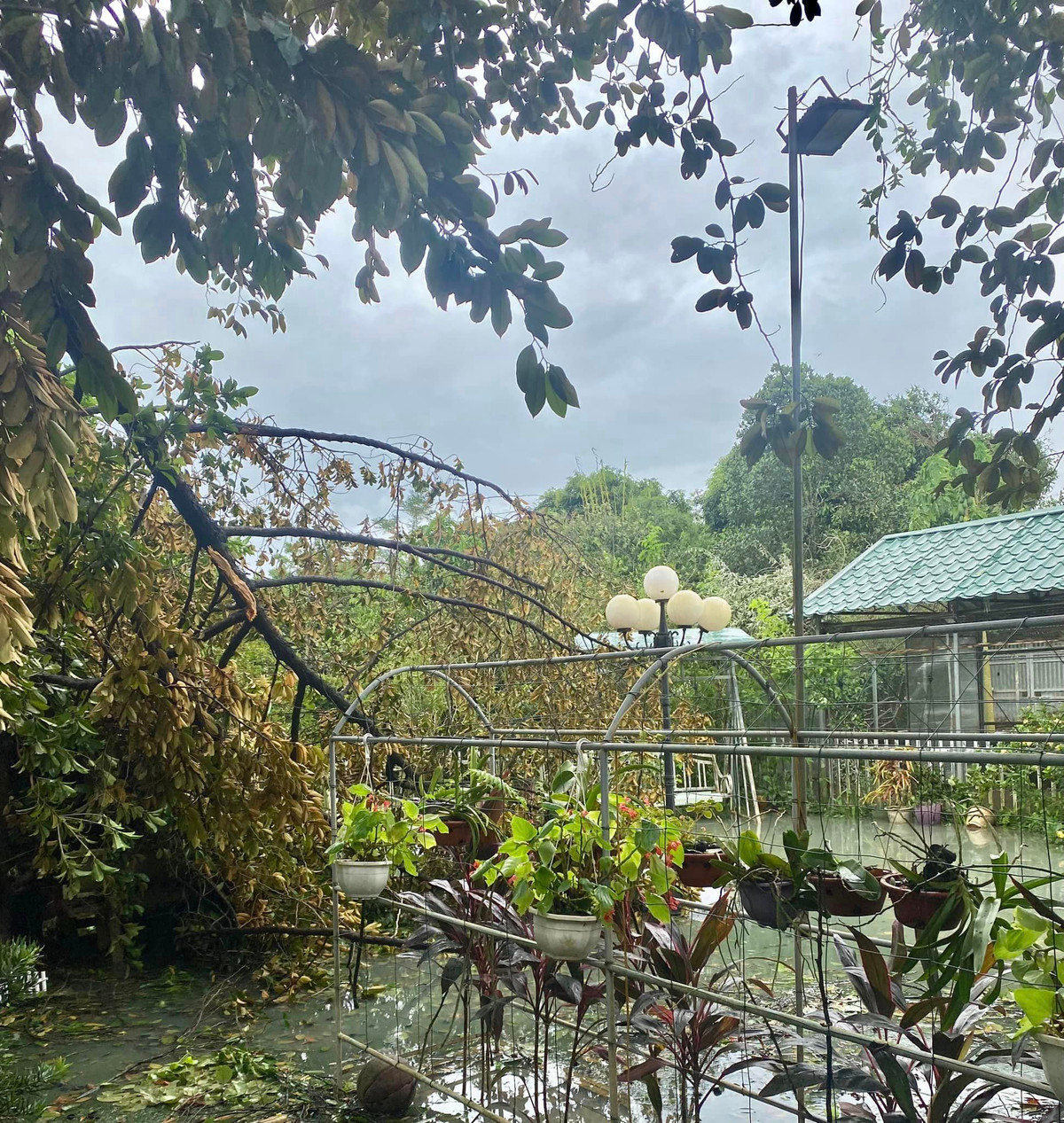 Nữ nghệ sĩ cho biết: "11 năm trồng trọt - chăm sóc. Nhìn tan hoang, đau mà không khóc được". Ảnh: FBNV