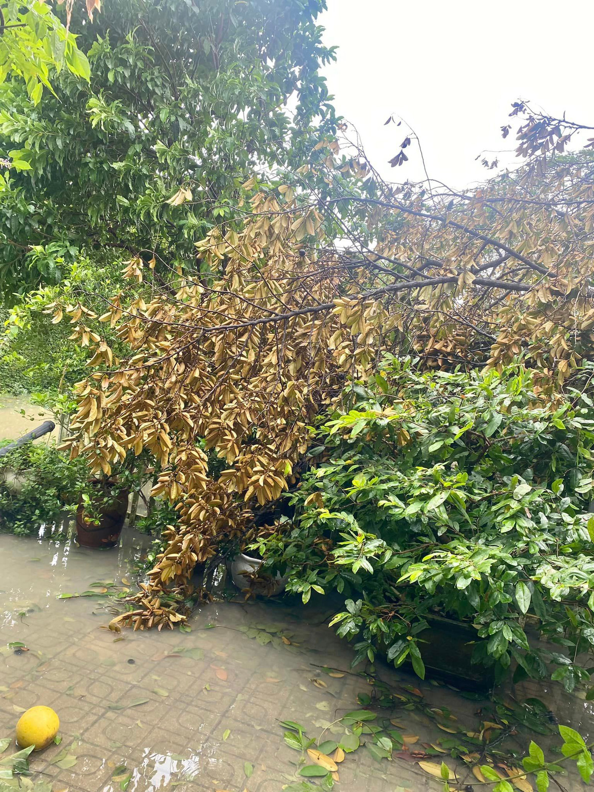 Nhà vườn của NSND Thanh Hoa ở Thạch Thất (Hà Nội) cũng trong tình trang tan hoan sau bão số 3. Ảnh: FBNV