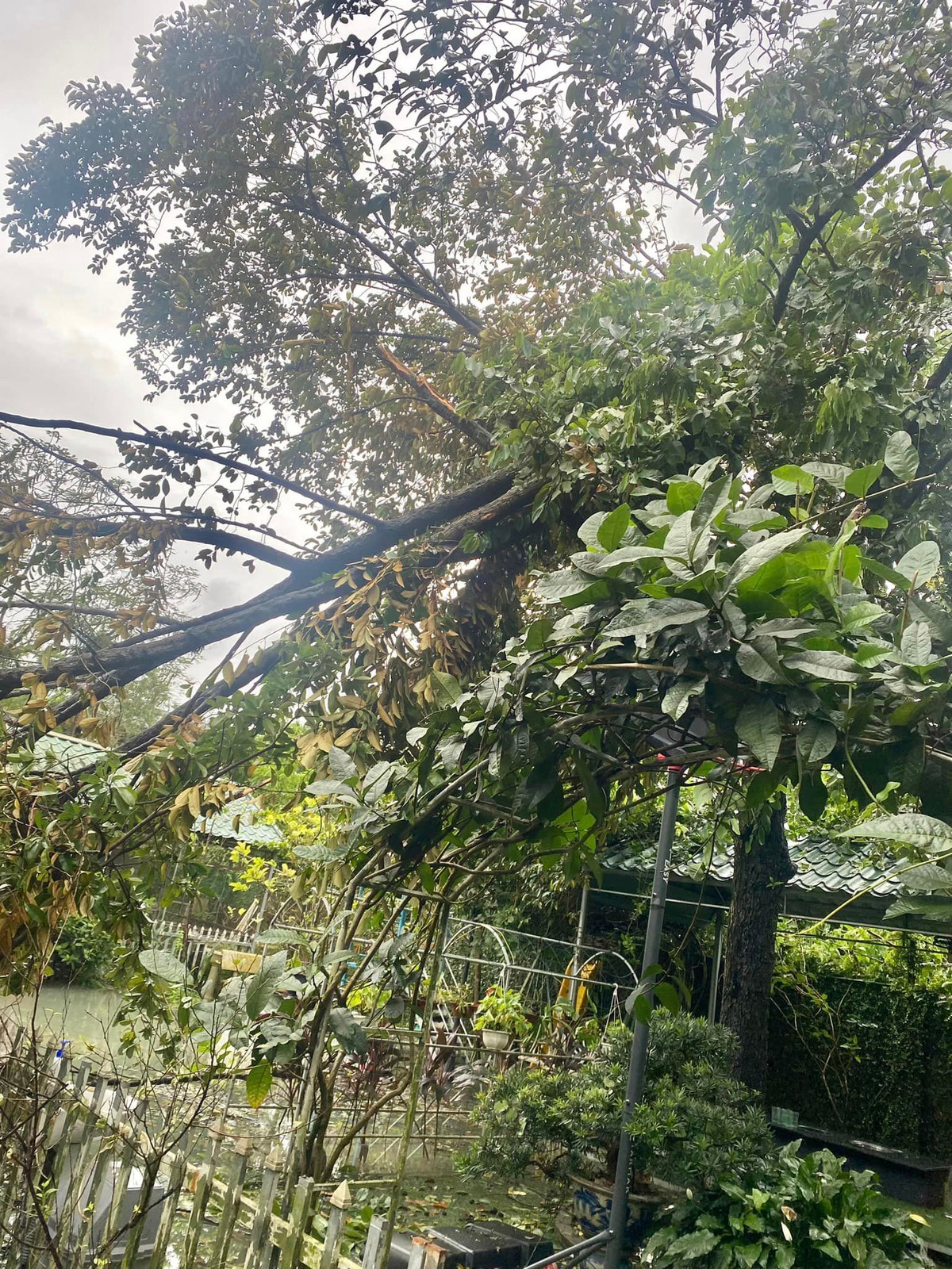 Cây to cũng đổ ngang. Ảnh: FBNV
