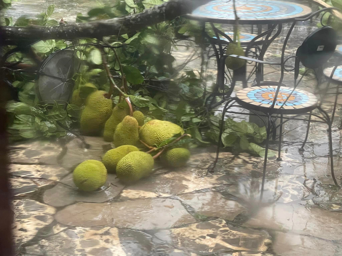 Cây mít trĩu quả cũng bị gãy đổ. Ảnh: FBNV