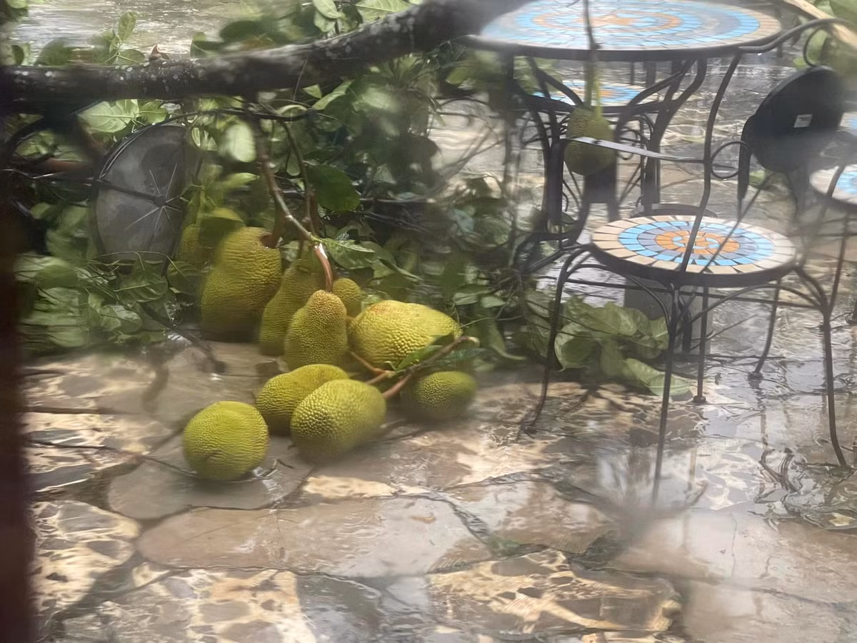 Cây mít trĩu quả cũng bị gãy đổ. Ảnh: FBNV