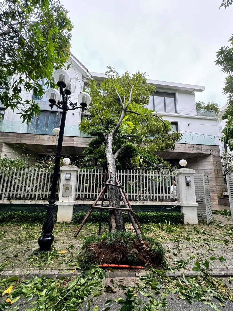 Ca sĩ Nguyễn Trần Trung Quân cũng cập nhật tình hình khu nhà ở Hà Nội sau khi cơn bão đi qua. Trong ảnh, cây cối xung quanh bị bật gốc, đổ ngã la liệt lên cổng nhà. Ảnh: FBNV