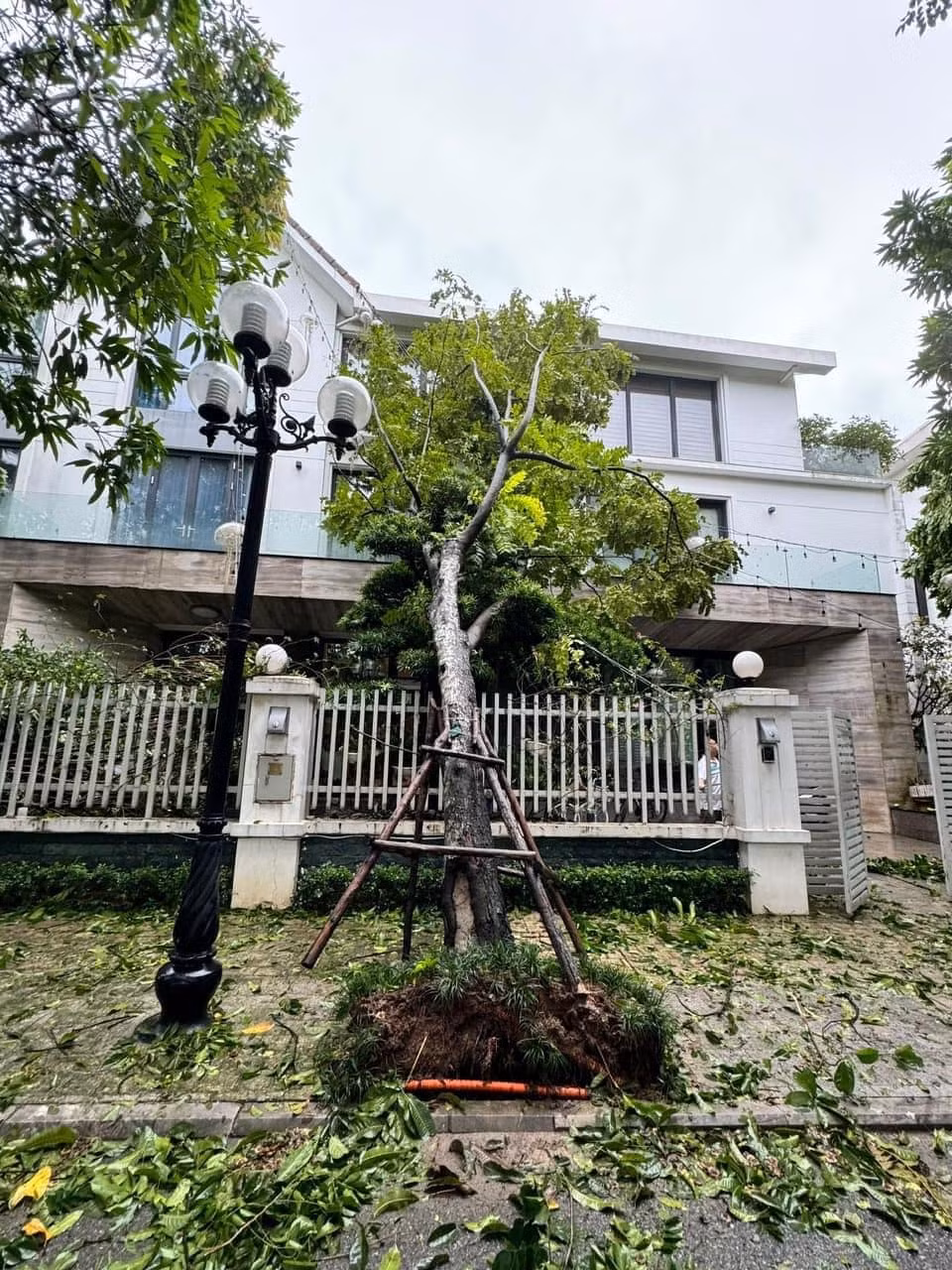 Ca sĩ Nguyễn Trần Trung Quân cũng cập nhật tình hình khu nhà ở Hà Nội sau khi cơn bão đi qua. Trong ảnh, cây cối xung quanh bị bật gốc, đổ ngã la liệt lên cổng nhà. Ảnh: FBNV