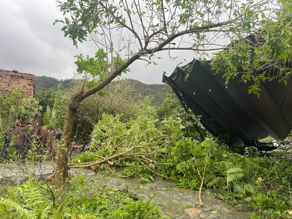 Nhà vườn của ca sĩ Việt Hoàn ở ngoại thành Hà Nội hoang tàn sau bão, "cây trái và cảnh quan nát bươm". Ảnh: FBNV