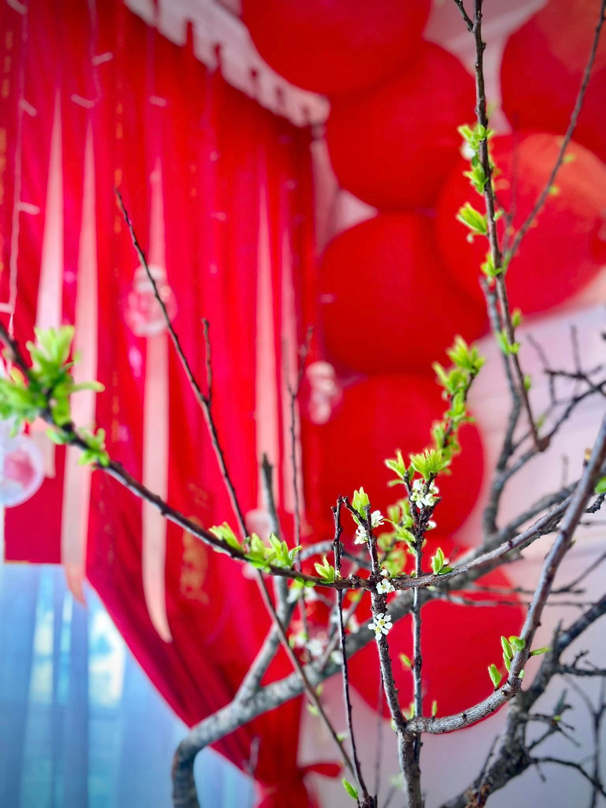 Cành mận trắng bắt đầu trổ hoa.