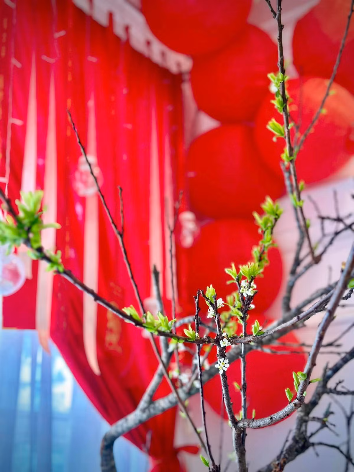 Cành mận trắng bắt đầu trổ hoa.