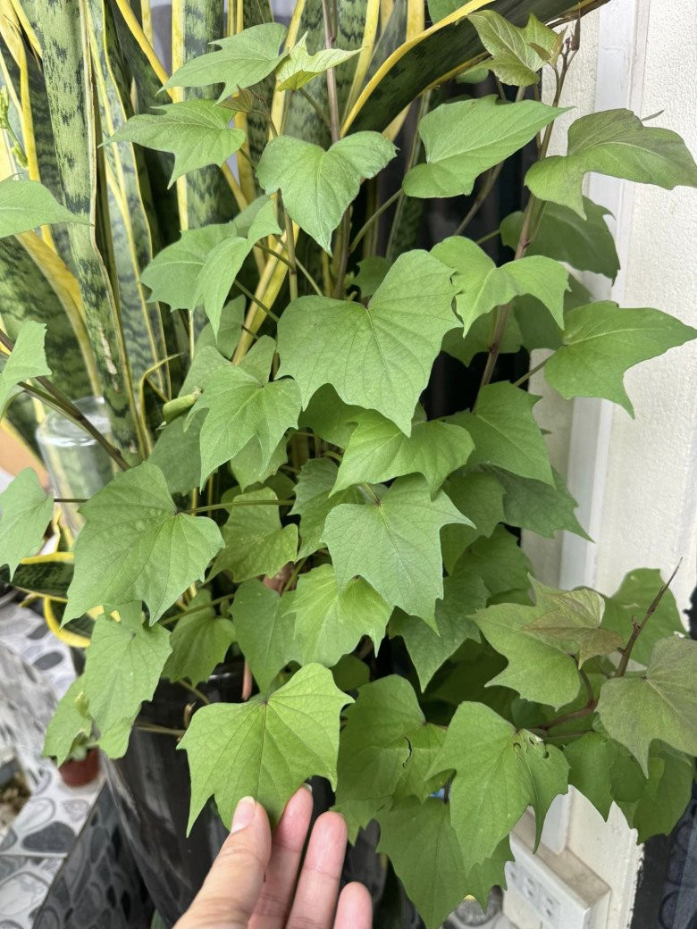 Không chỉ bố mẹ, các con nghệ sĩ Tự Long cũng tham gia trồng cây trên ban công.