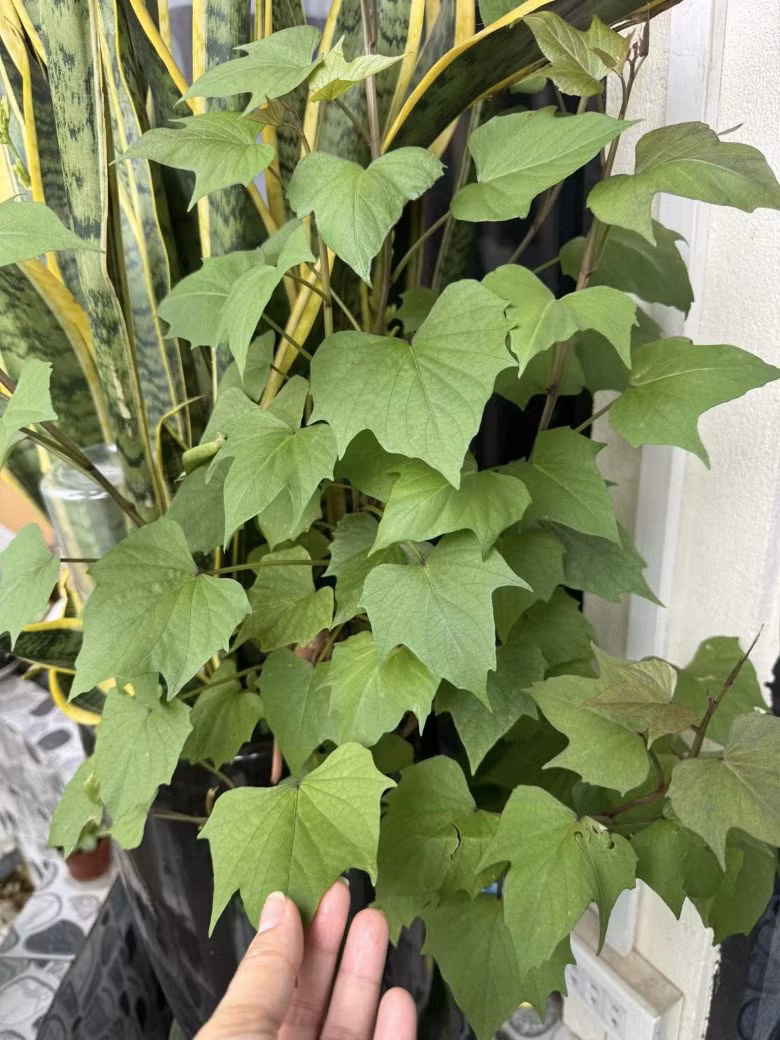 Không chỉ bố mẹ, các con nghệ sĩ Tự Long cũng tham gia trồng cây trên ban công.