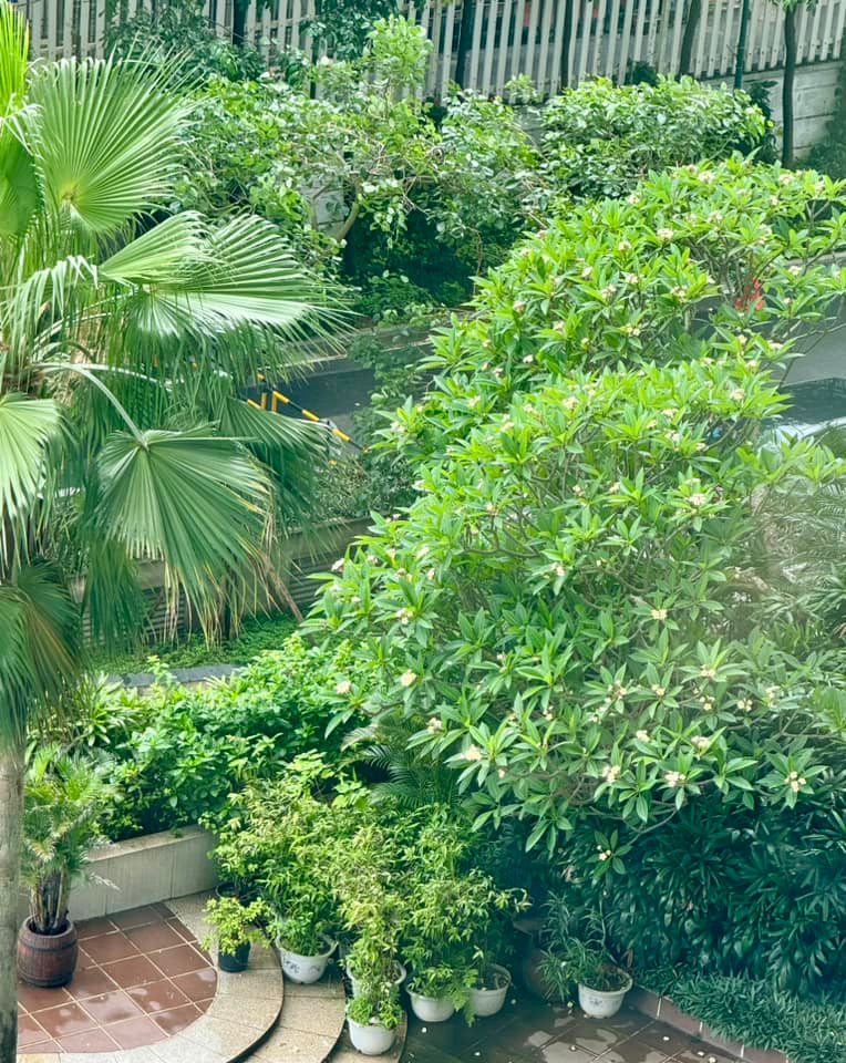 Từ ban công nhà nam nghệ sĩ nhìn xuống là một khoảng xanh tuyệt đẹp.