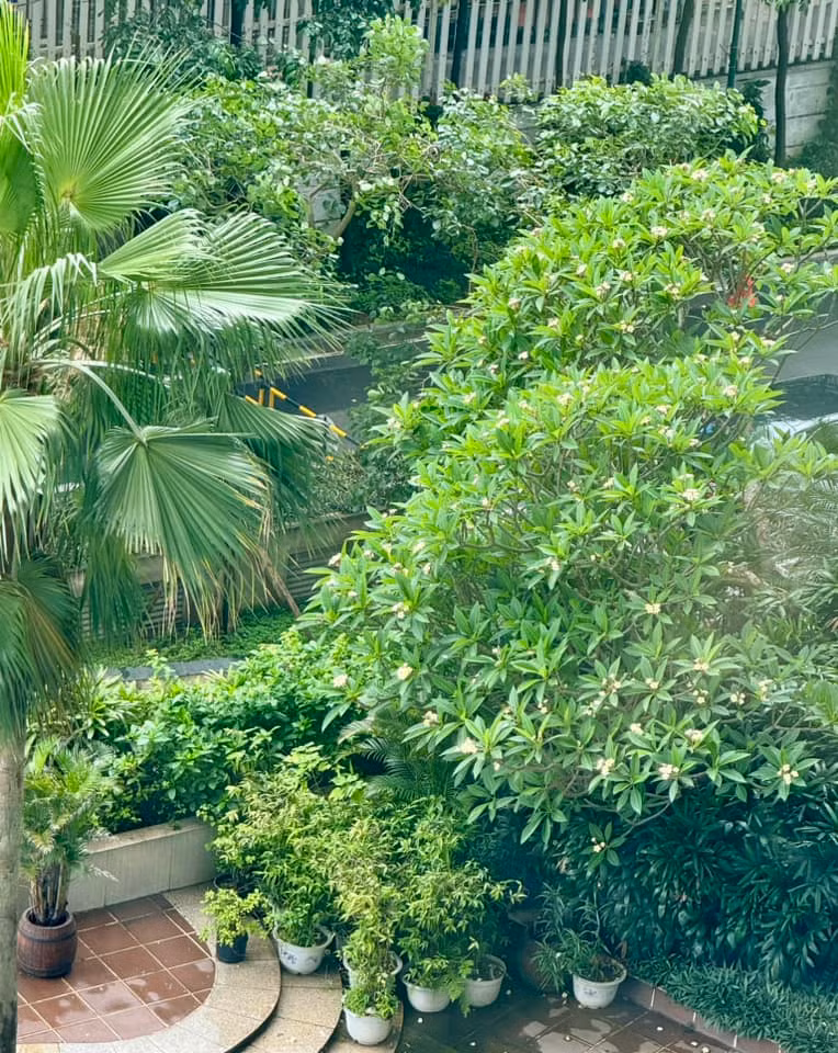 Từ ban công nhà nam nghệ sĩ nhìn xuống là một khoảng xanh tuyệt đẹp.