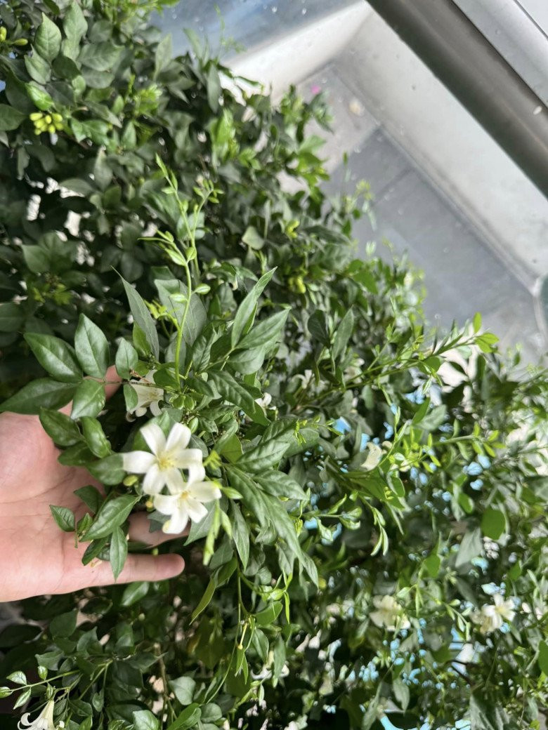 Trên ban công có bụi nguyệt quế nở hoa to và thơm ngát cả phòng khách.