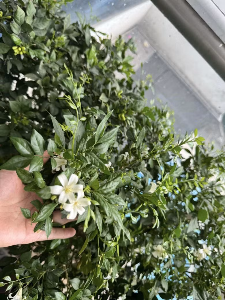 Trên ban công có bụi nguyệt quế nở hoa to và thơm ngát cả phòng khách.