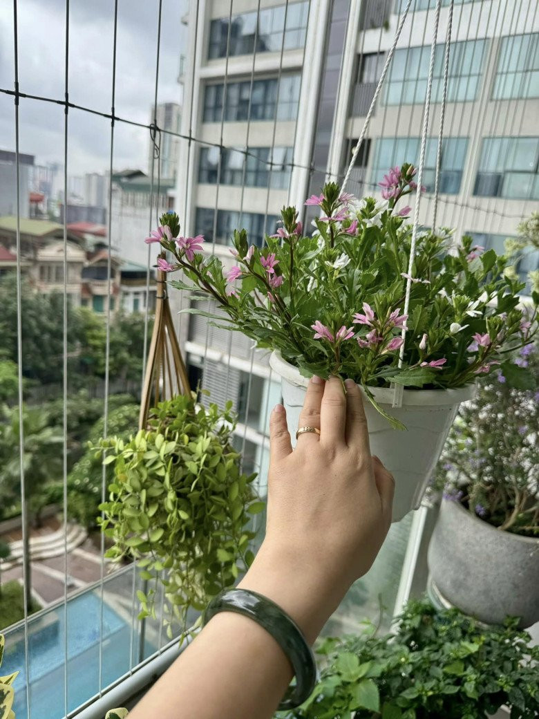 Chậu hoa tim xinh xắn tô điểm cho ban công.