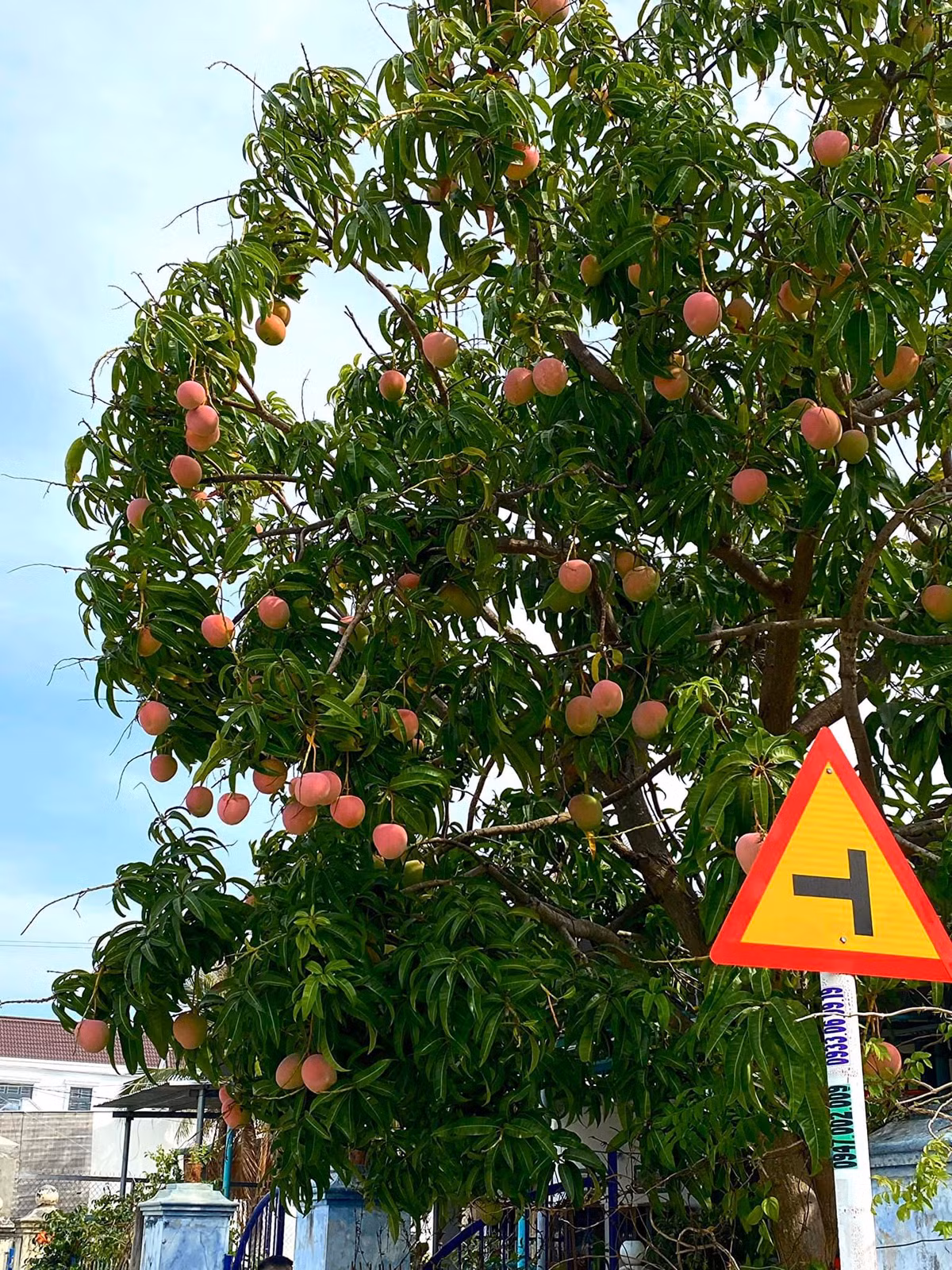 Xoài Úc có kích thước khá lớn, quả to lên tới hơn 1,5kg. Hình dáng cũng không dài như các loại khác mà lại tròn tròn, tựa như quả táo và đào hơn.