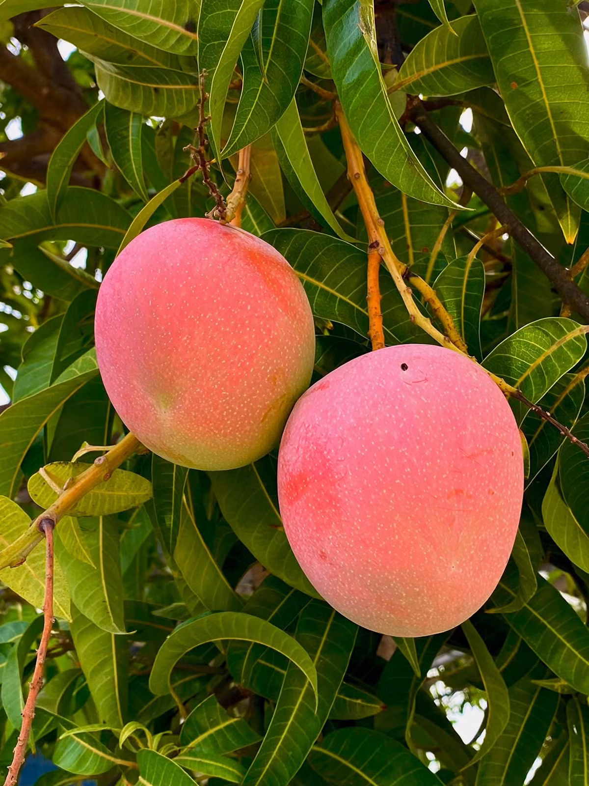 Ngoài màu sắc bắt mắt, xoài Úc còn có hương thơm vừa ngào ngạt, vừa dịu ngọt, rất dễ phân biệt.
