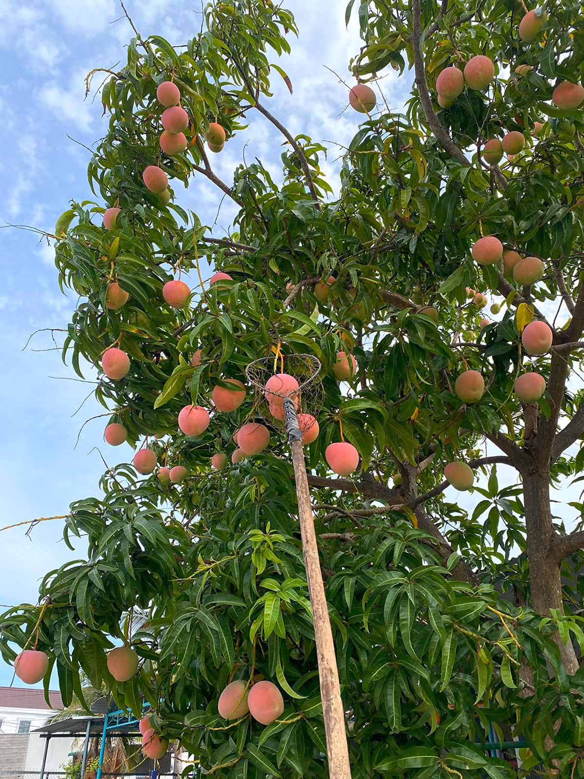 Cây xoài Úc cổ thụ ở Cam Lâm trở thành góc check-in của rất nhiều người khi vô tình ghé qua.