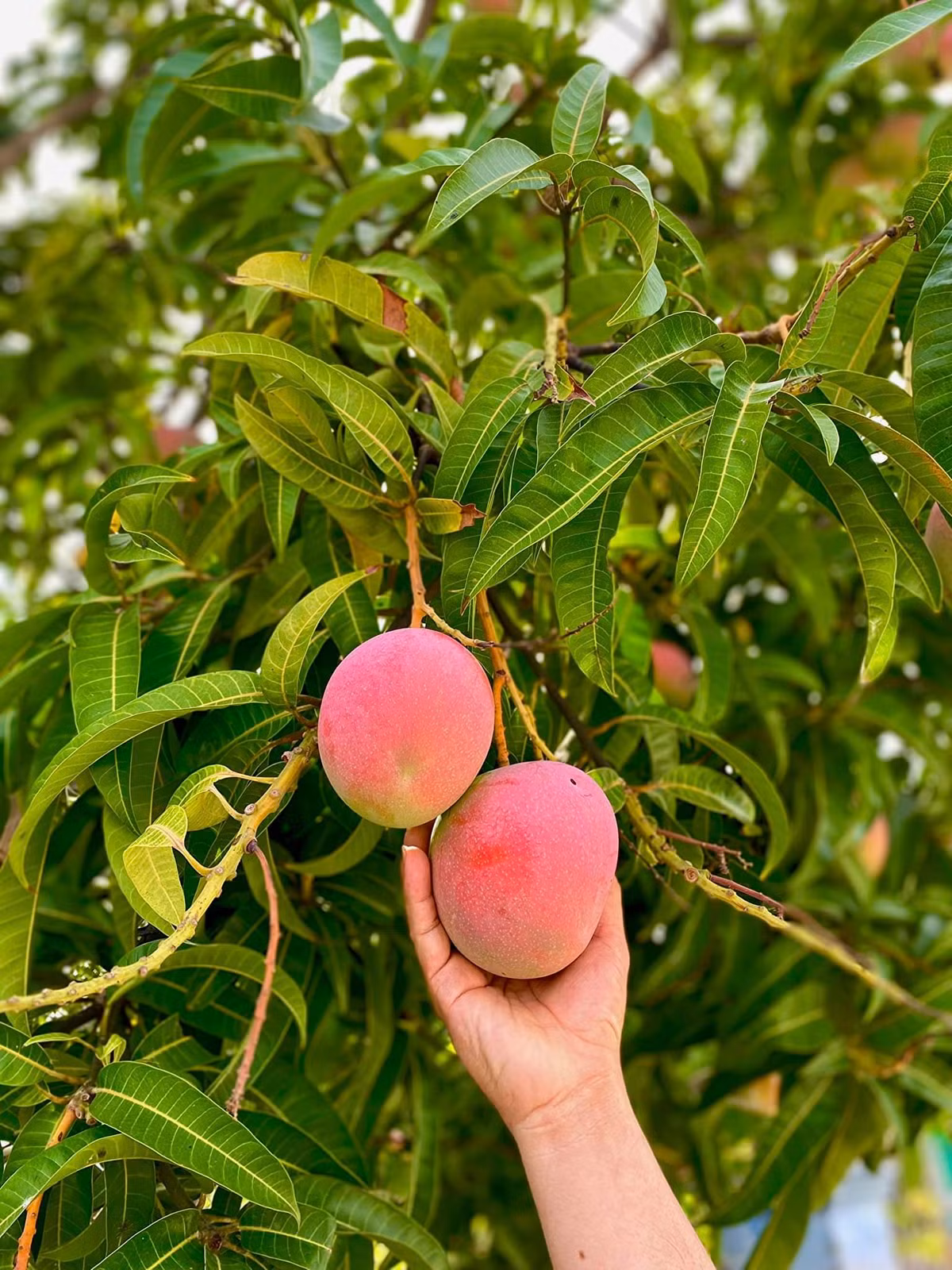 Trên thị trường, giá xoài Úc Cam Lâm không được xếp vào hàng đắt, thông thường chỉ dao động trong khoảng 35.000đ - 40.000đ/kg. Nguồn ảnh: Facebook