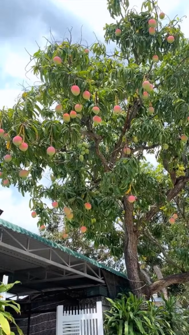 Theo tiết lộ, đây là cây xoài cổ thụ được chủ nhân chụp trên địa phận huyện Cam Lâm, tỉnh Khánh Hòa.