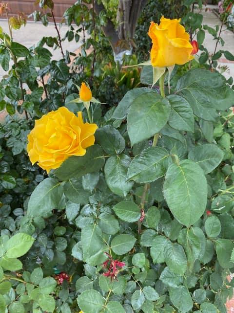 Trên trang cá nhân, ông Hoàng Kiều thường xuyên chia sẻ vườn hoa rực rỡ trong khu vườn do chính tay mình chăm sóc. Ảnh: FBNV