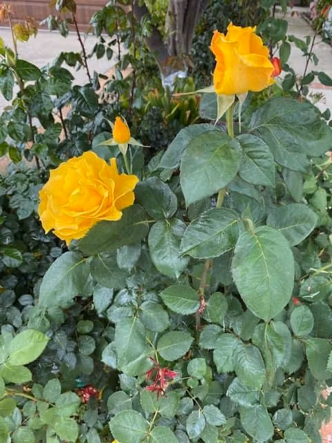 Trên trang cá nhân, ông Hoàng Kiều thường xuyên chia sẻ vườn hoa rực rỡ trong khu vườn do chính tay mình chăm sóc. Ảnh: FBNV