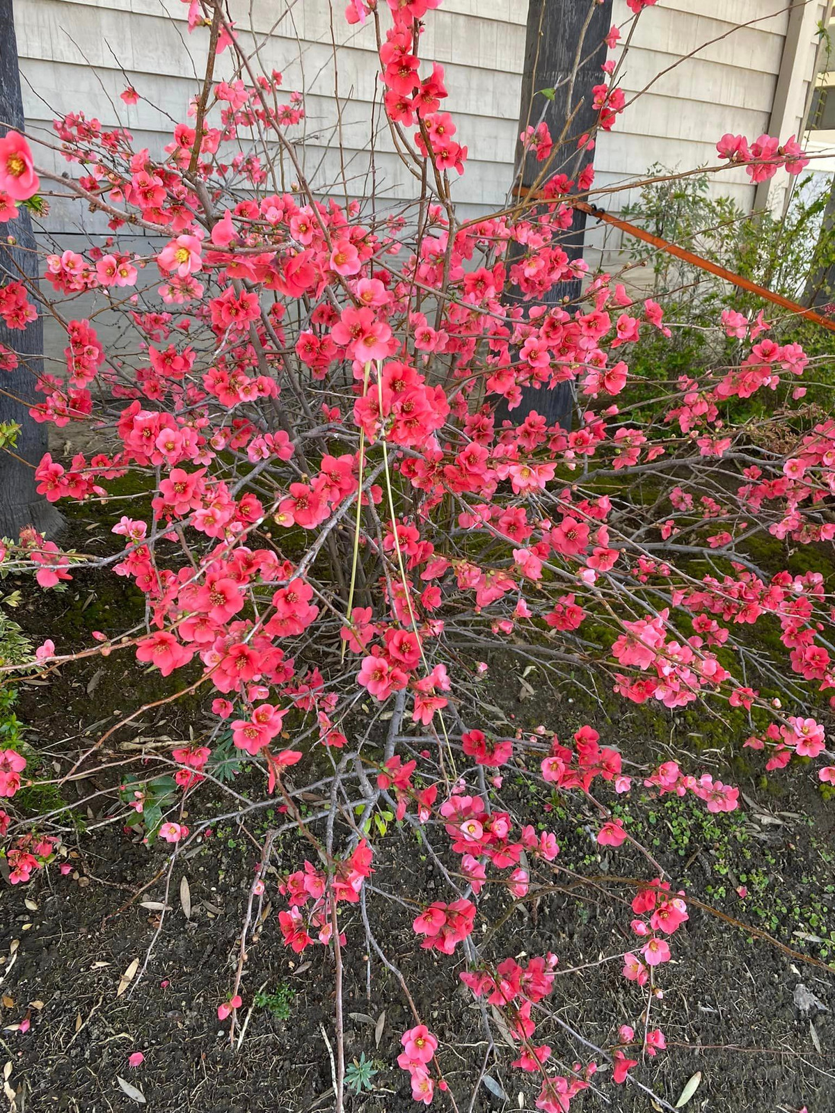 Hoa đào nở rộ sau Tết. Ảnh: FBNV