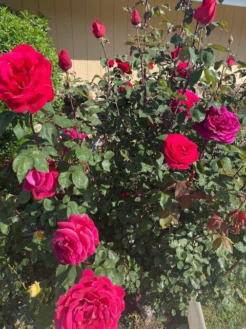 Những khóm hồng đua nhau khoe sắc. Ảnh: FBNV