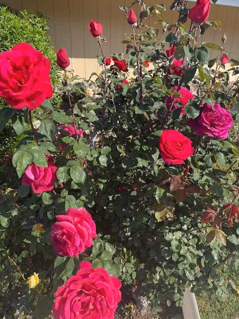 Những khóm hồng đua nhau khoe sắc. Ảnh: FBNV