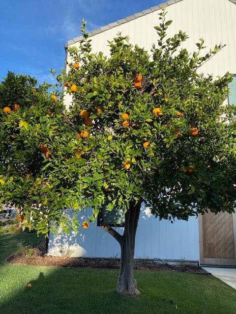 Ngoài hoa, nam doanh nhân còn trồng các loại cây ăn trái.