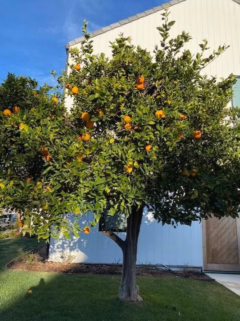 Ngoài hoa, nam doanh nhân còn trồng các loại cây ăn trái.