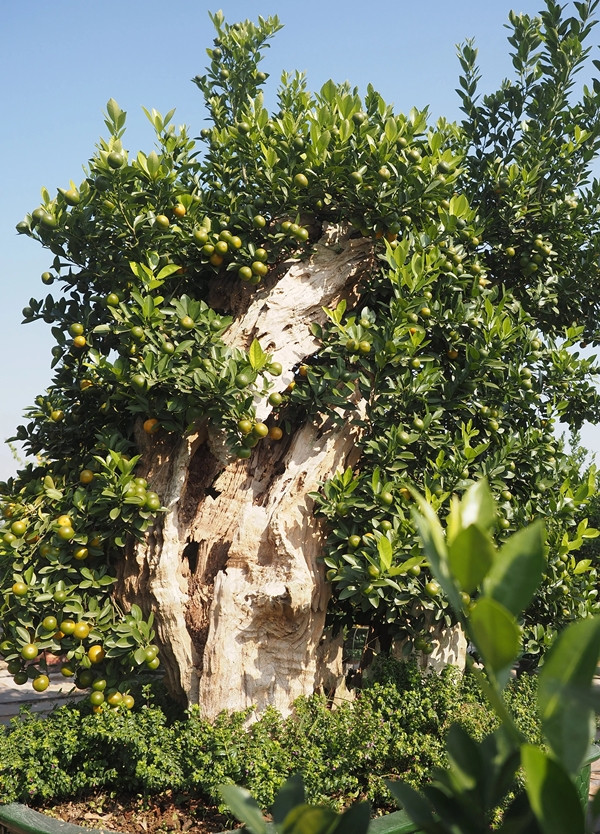 Vào năm gần đây, bên cạnh những cây quất truyền thống, các nhà vườn còn tung ra thị trường nhiều tác phẩm quất độc lạ, trong đó phải kể đến quất ghép gỗ lũa. Ảnh: Suckhoedoisong