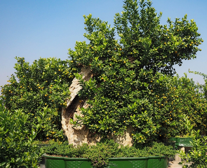 Khâu quan trọng nhất là chọn hình gỗ hợp với dáng cây, sao cho gỗ ghép với quất làm nên giá trị của cây. Ảnh: Người đưa tin