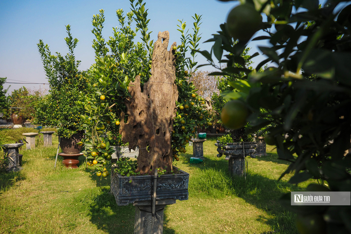 Gỗ lũa là phần lõi của các gốc cây cổ thụ đã chết, thường chỉ có ở những loại cây gỗ tốt, quý hiếm hoặc những loài sống lâu năm. Ảnh: Người đưa tin